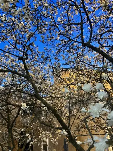 Blooming beauty against a vibrant sky.